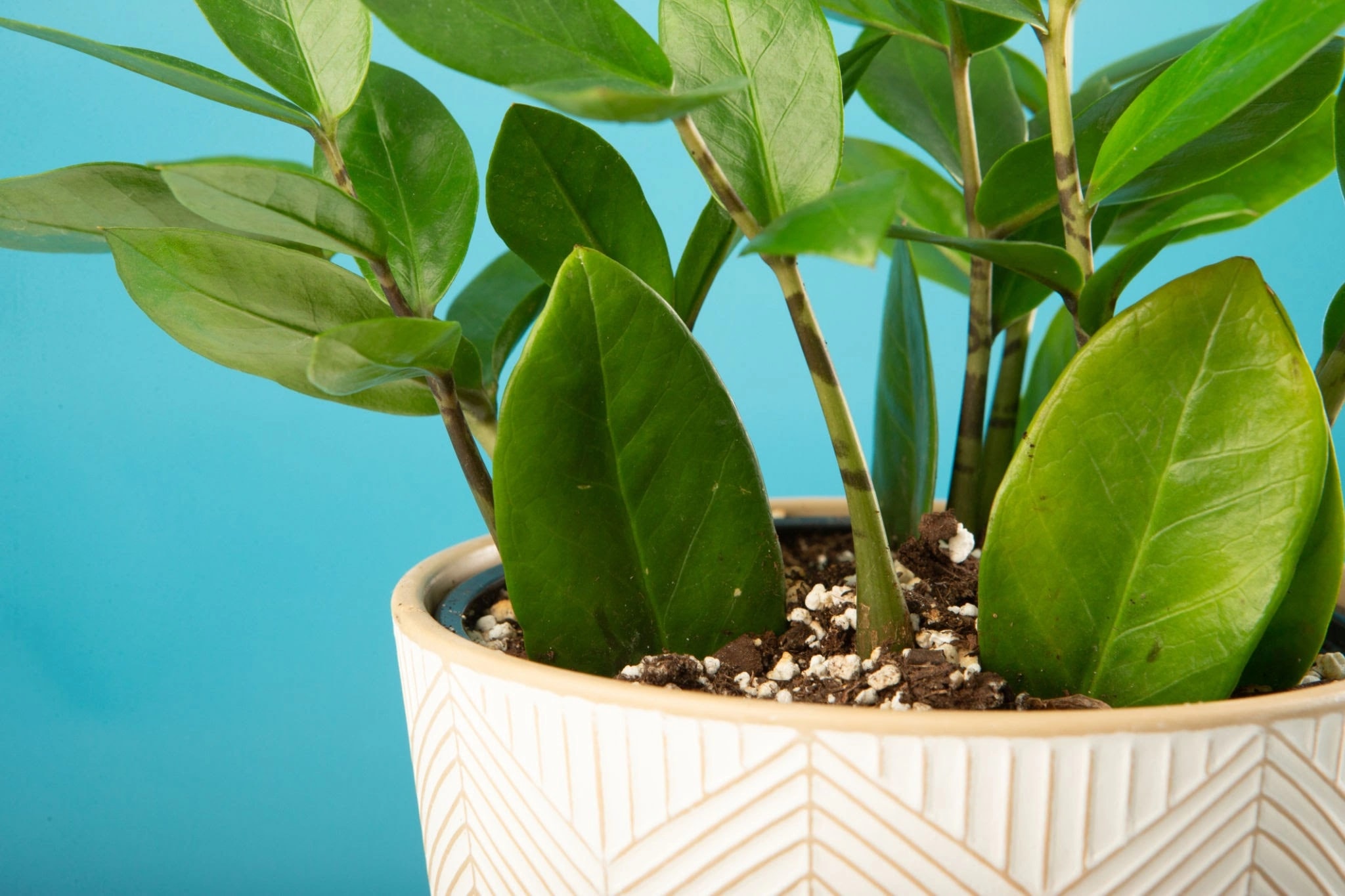 ZZ Zenzi compact indoor plant