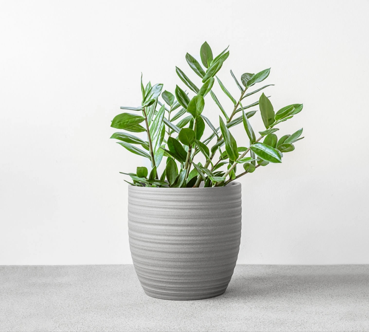 Healthy ZZ Plant with glossy green leaves in an indoor pot
