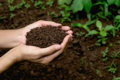 Best soil for healthy plants card