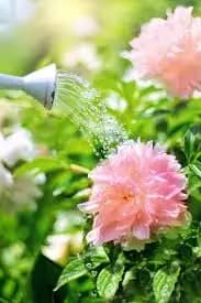 Right Way to Water Your Plants card