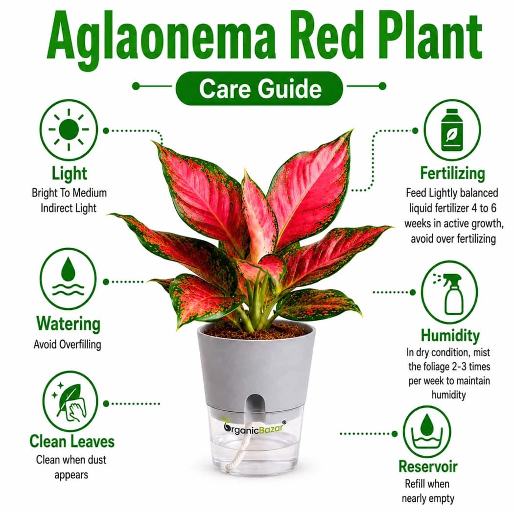 Aglaonema growing indoors in an Indian home
