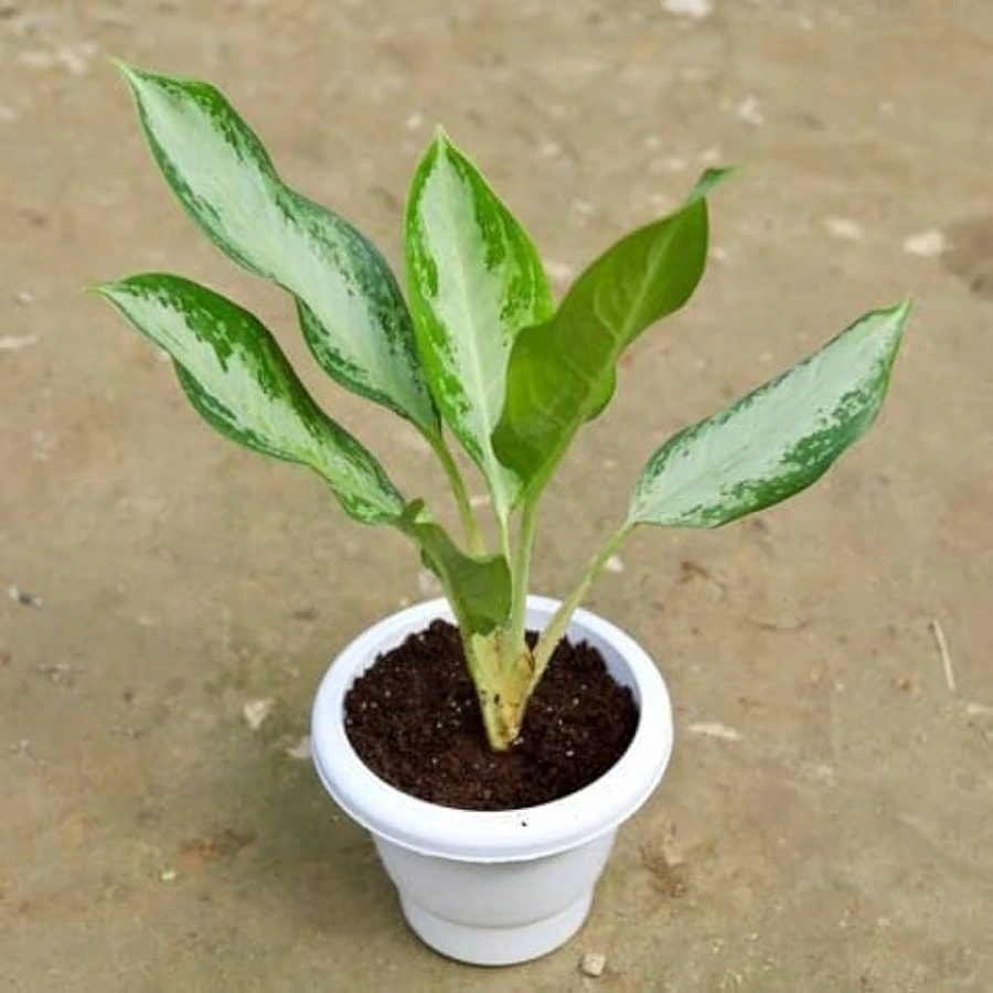 Aglaonema Emerald Bay with green patterned foliage