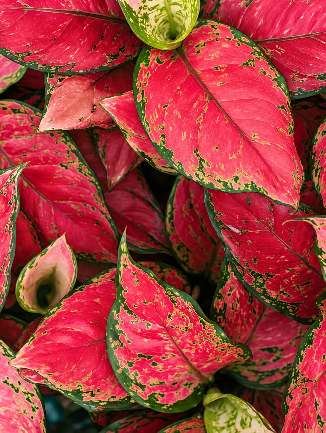 Close-up of healthy Aglaonema leaves