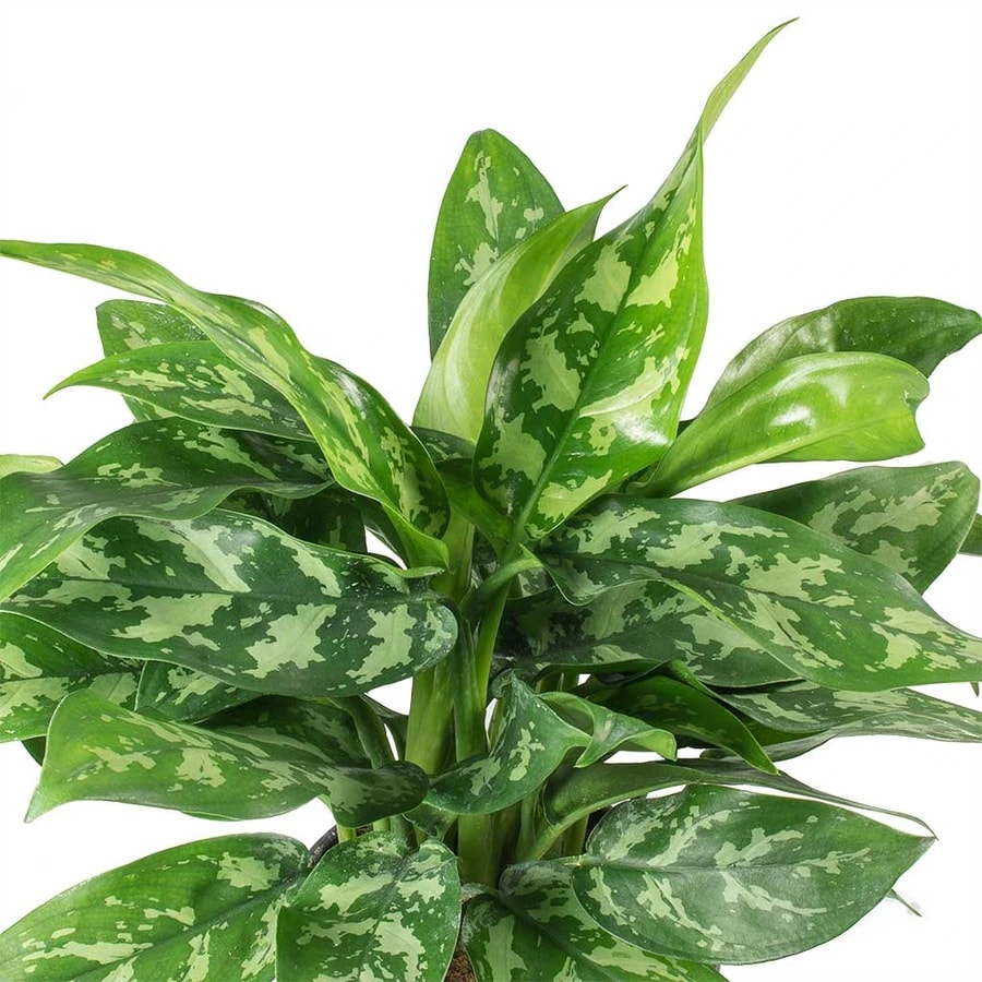 Aglaonema Maria with deep green patterned leaves