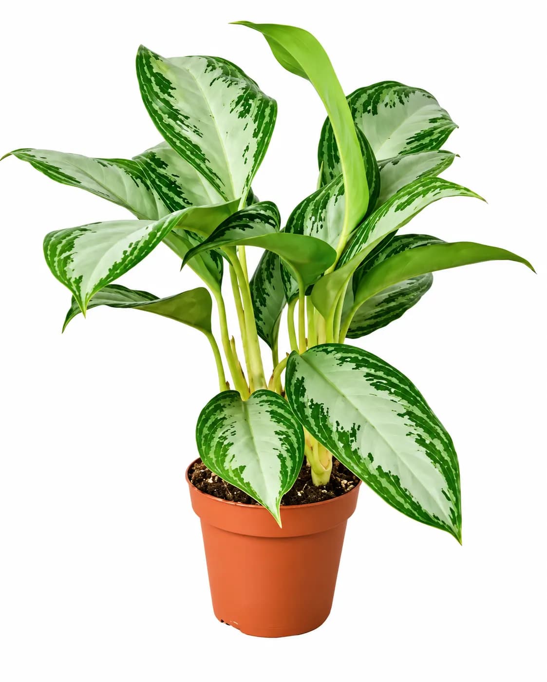 Aglaonema plant with attractive patterned foliage