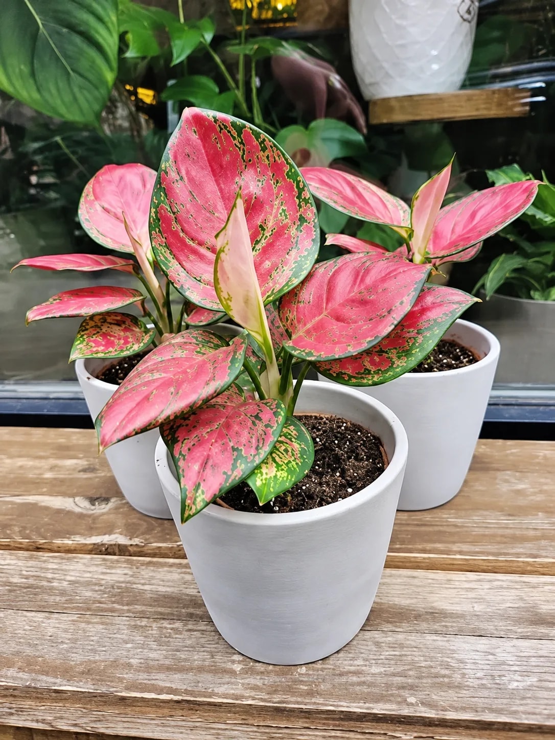 Healthy Aglaonema indoor plant with vibrant patterned foliage