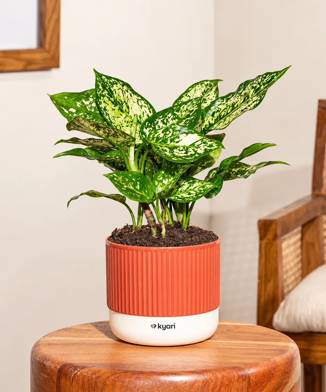 Aglaonema displayed in a decorative indoor planter