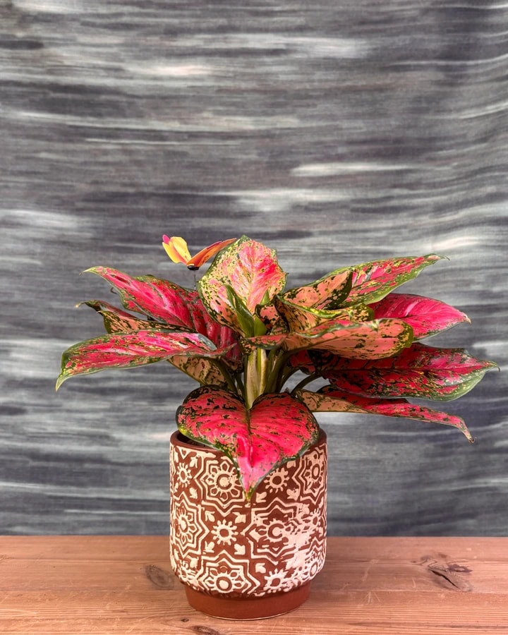 Red Aglaonema with colorful red and green foliage