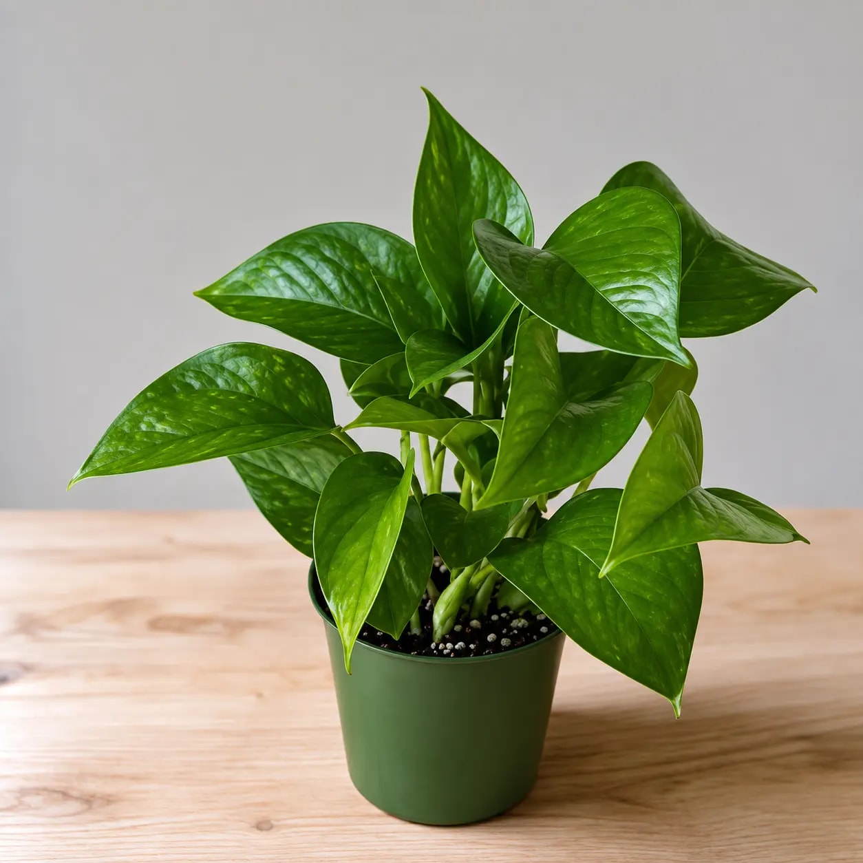 Jade Pothos with solid green foliage