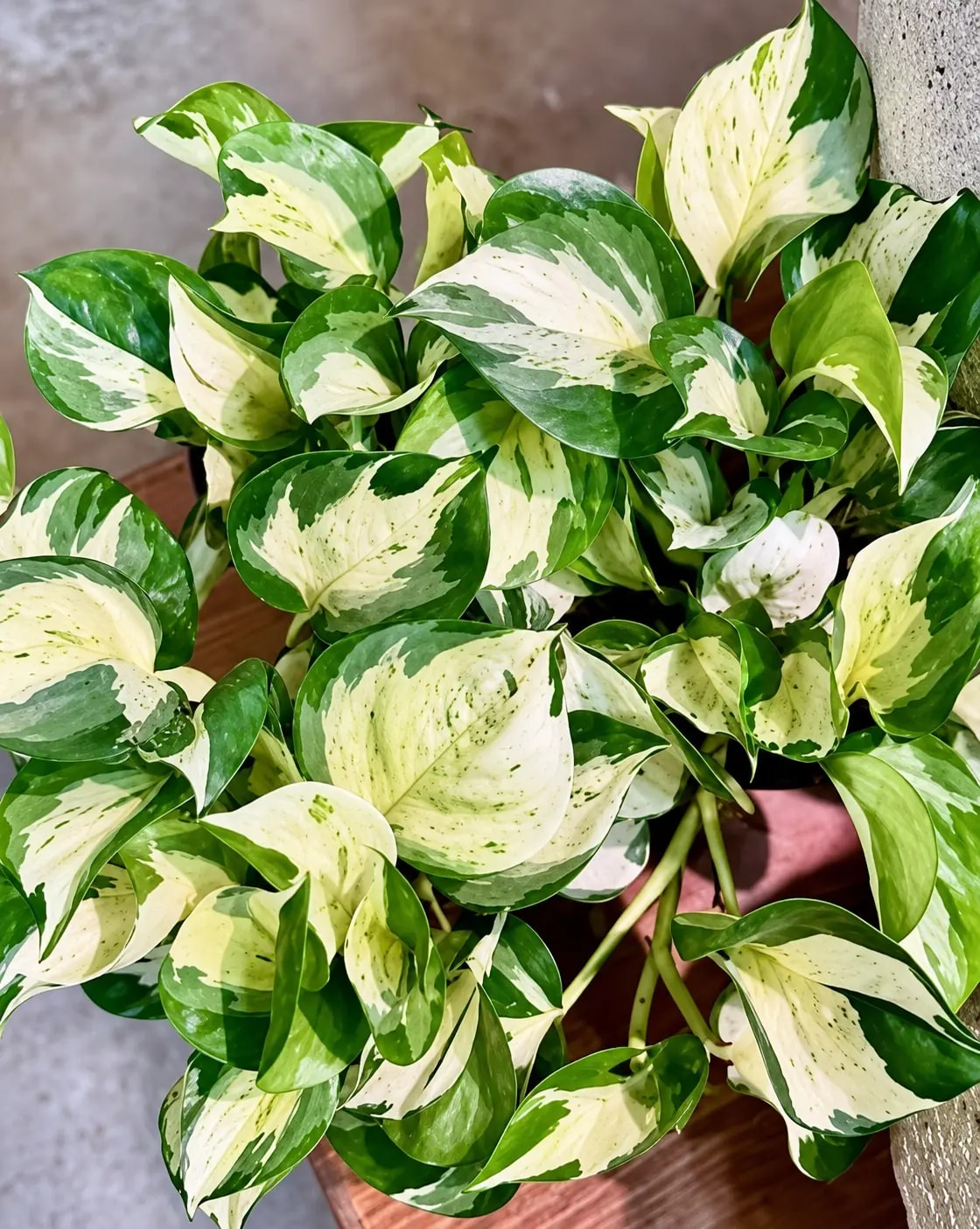 Manjula Pothos with variegated foliage