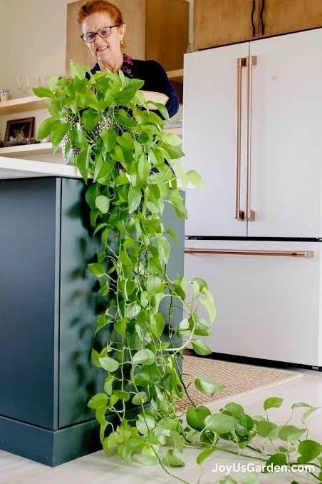 Neon Pothos with bright green leaves