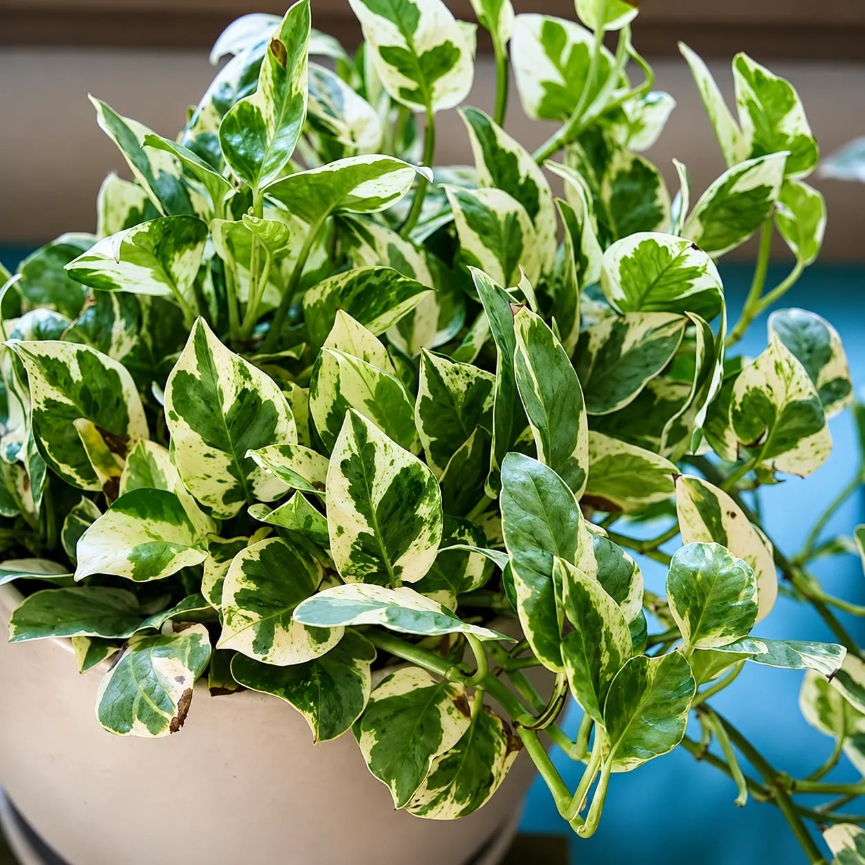 Pearls and Jade Pothos with green and cream variegated leaves