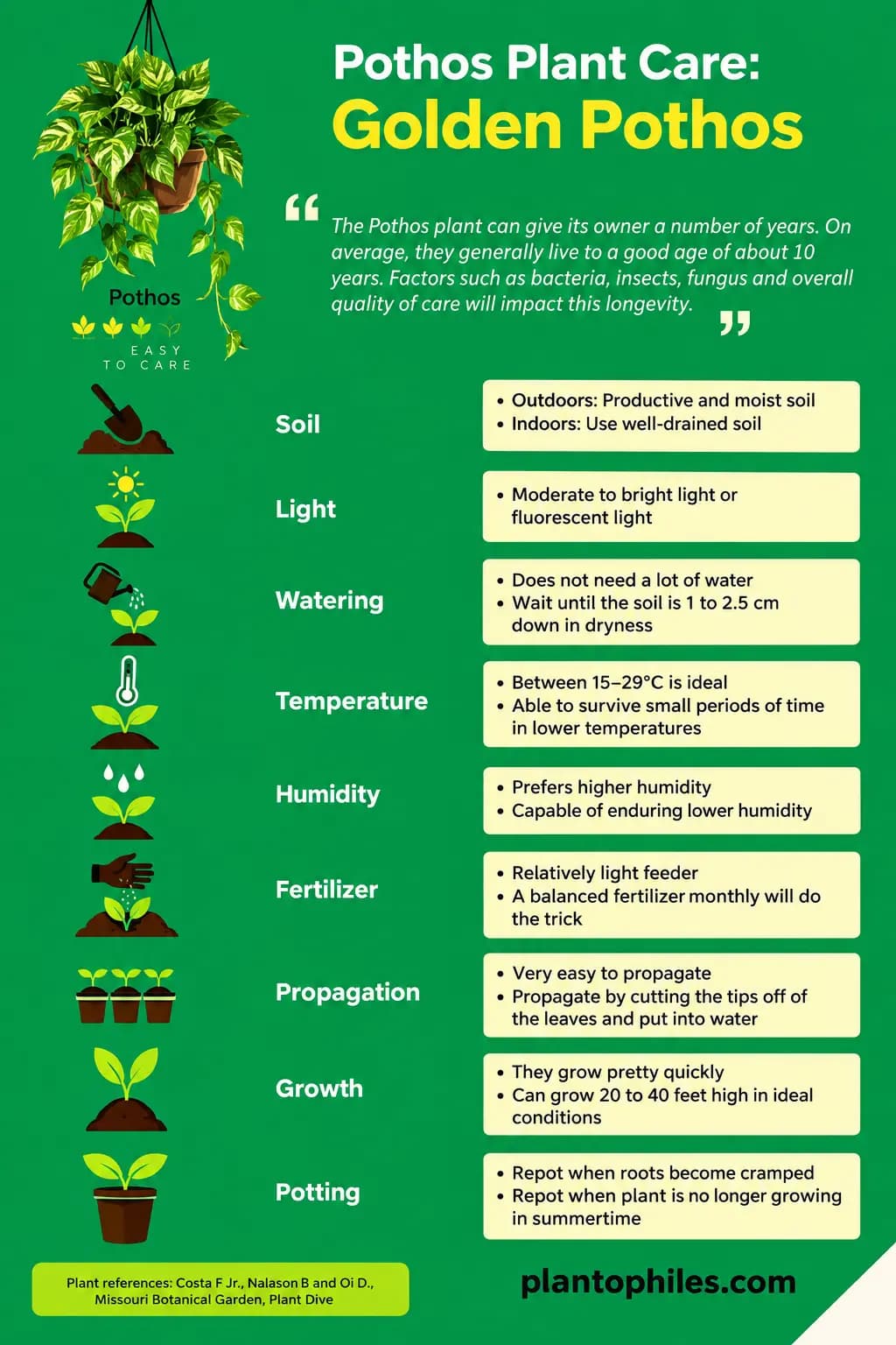 Pothos Plant care guide image showing a healthy indoor plant