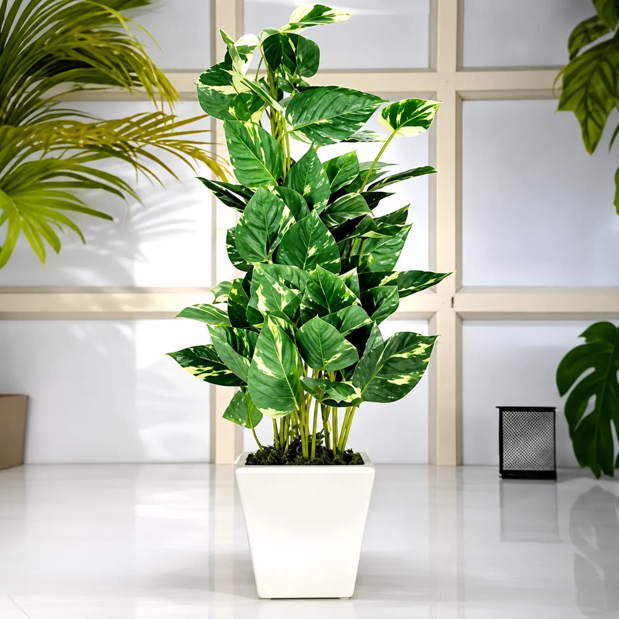 Pothos Plant in a decorative indoor pot