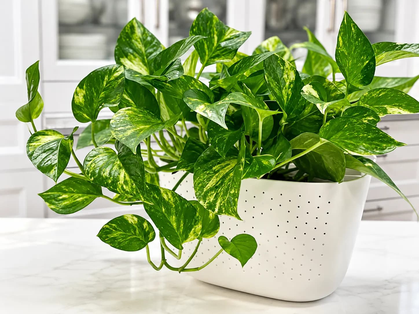 Pothos Plant with lush trailing foliage growing indoors