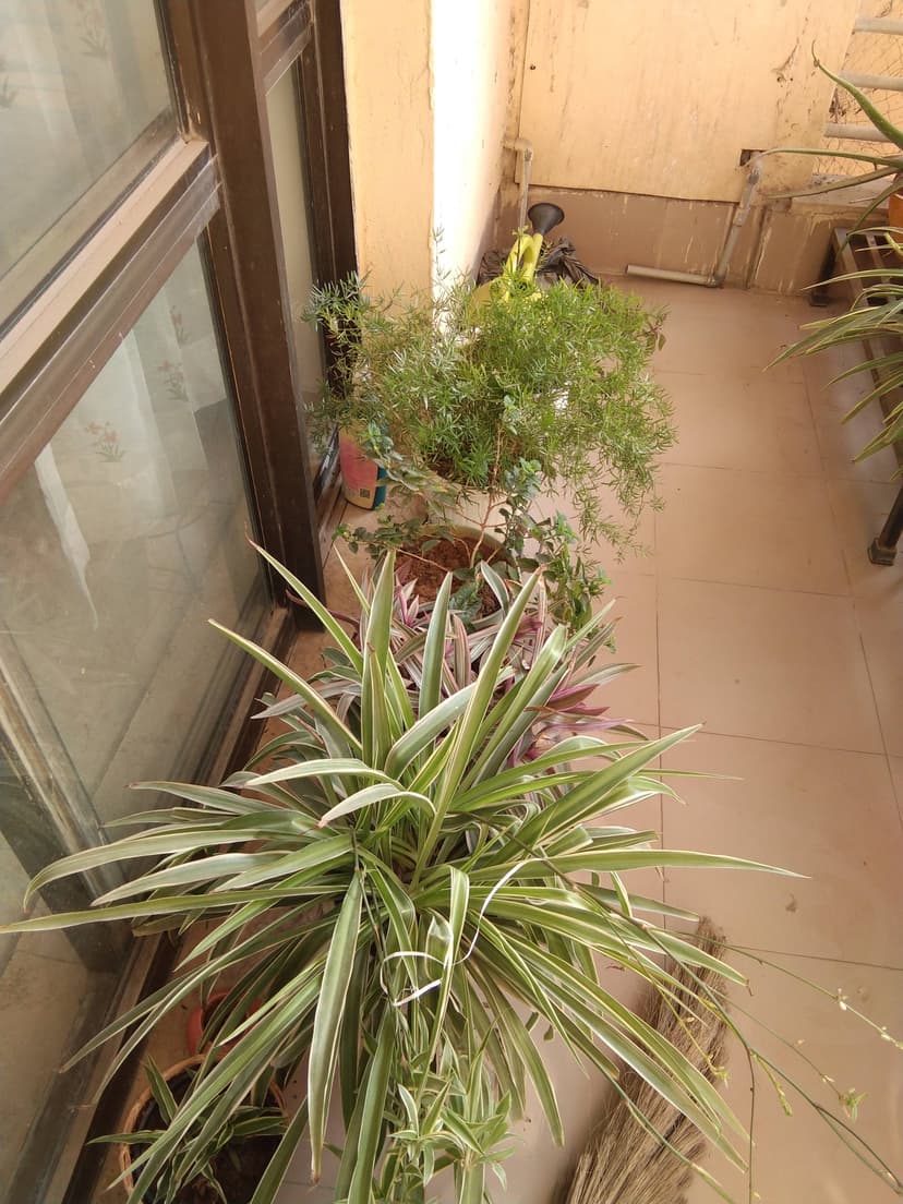 Beautiful garden
