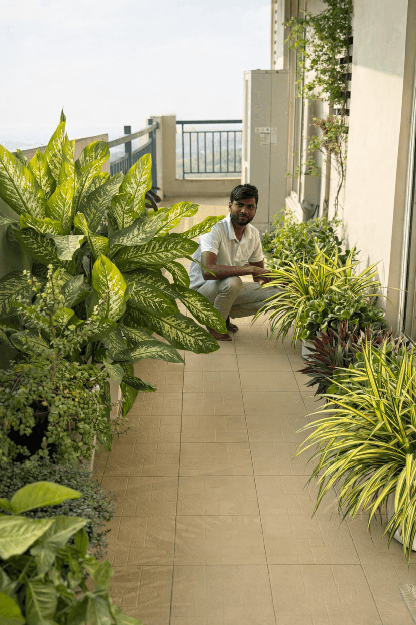 Plant care preview