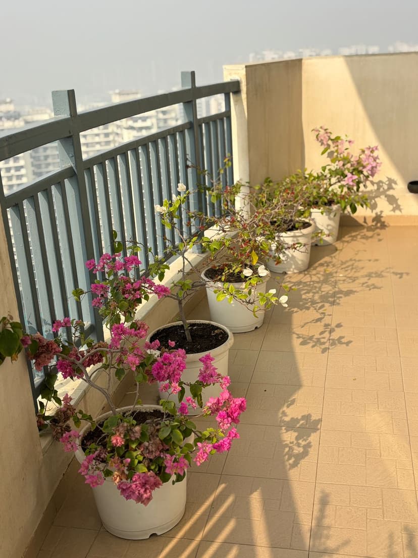 Beautiful garden