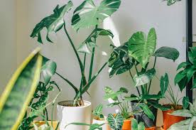 Blooming Den Gardening Solutions