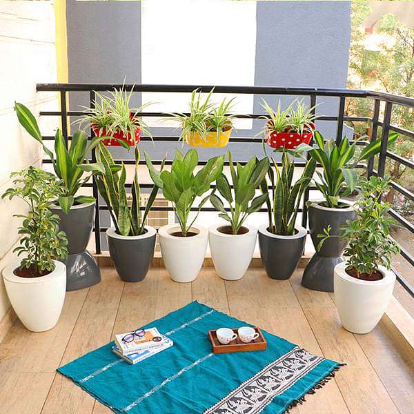 best-plants-for-balcony-in-india