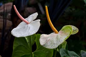 Anthurium