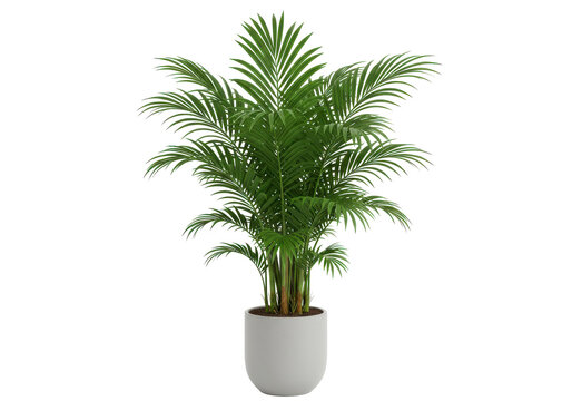 ArecaPlam