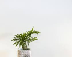 Areca
