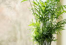 Bamboo_Palm