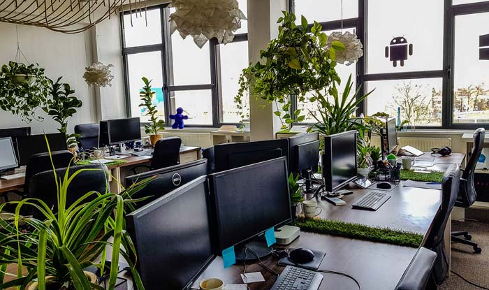 best-plants-for-office-in-india
