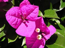 Bougainvillea1