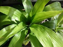 Dracaena