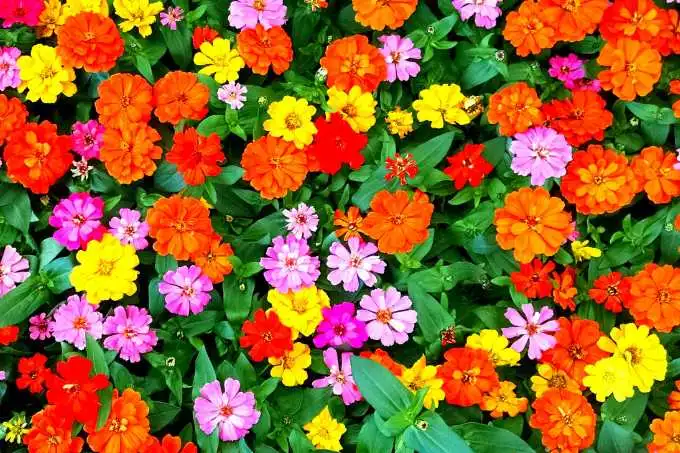 plants-to-grow-in-february-in-india