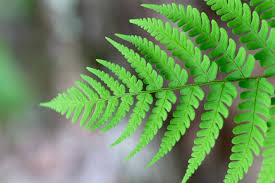 Fern