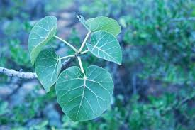 Ficus