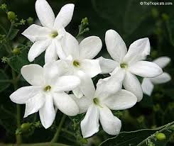 Jasmine