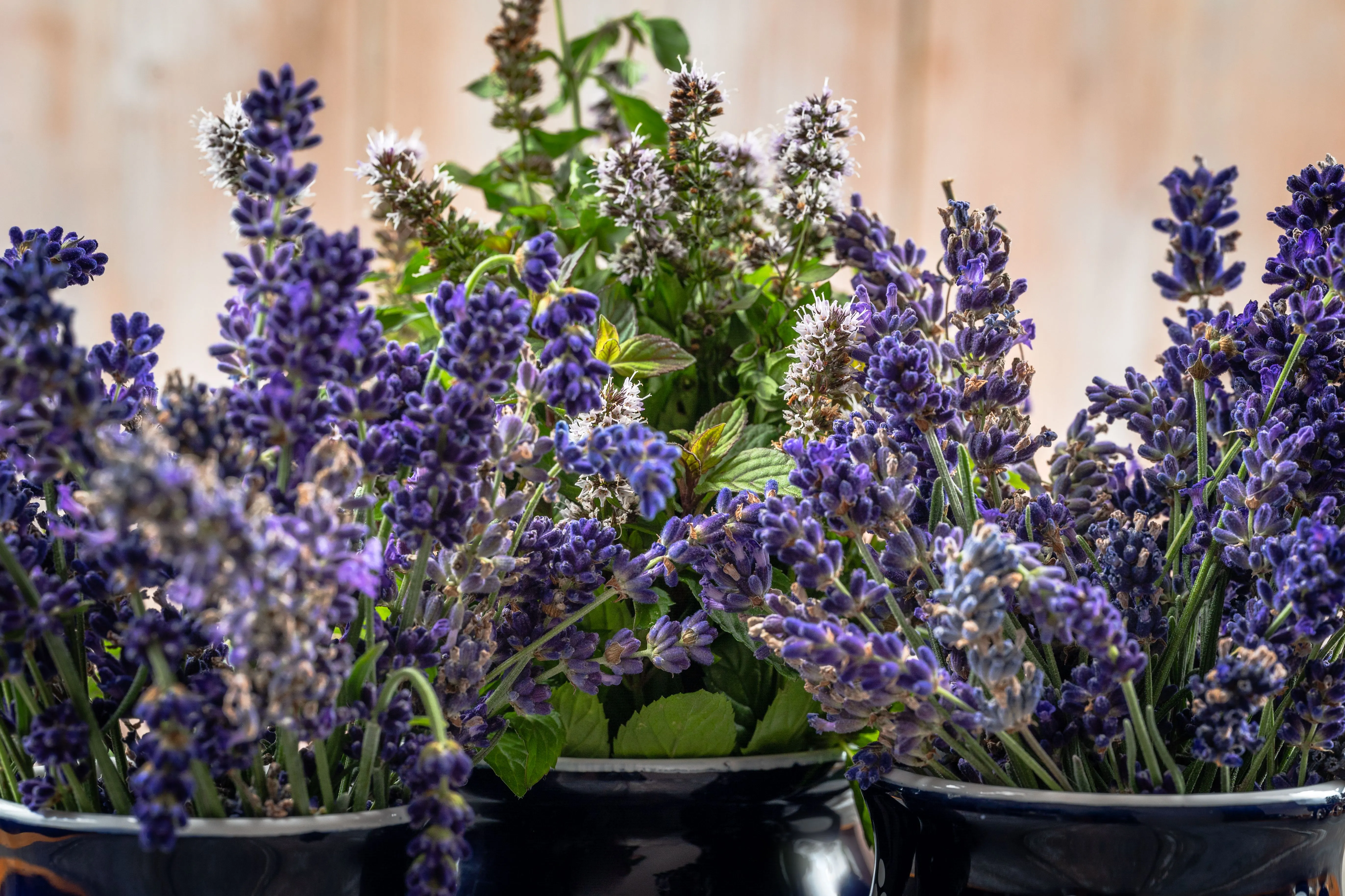 Lavender new