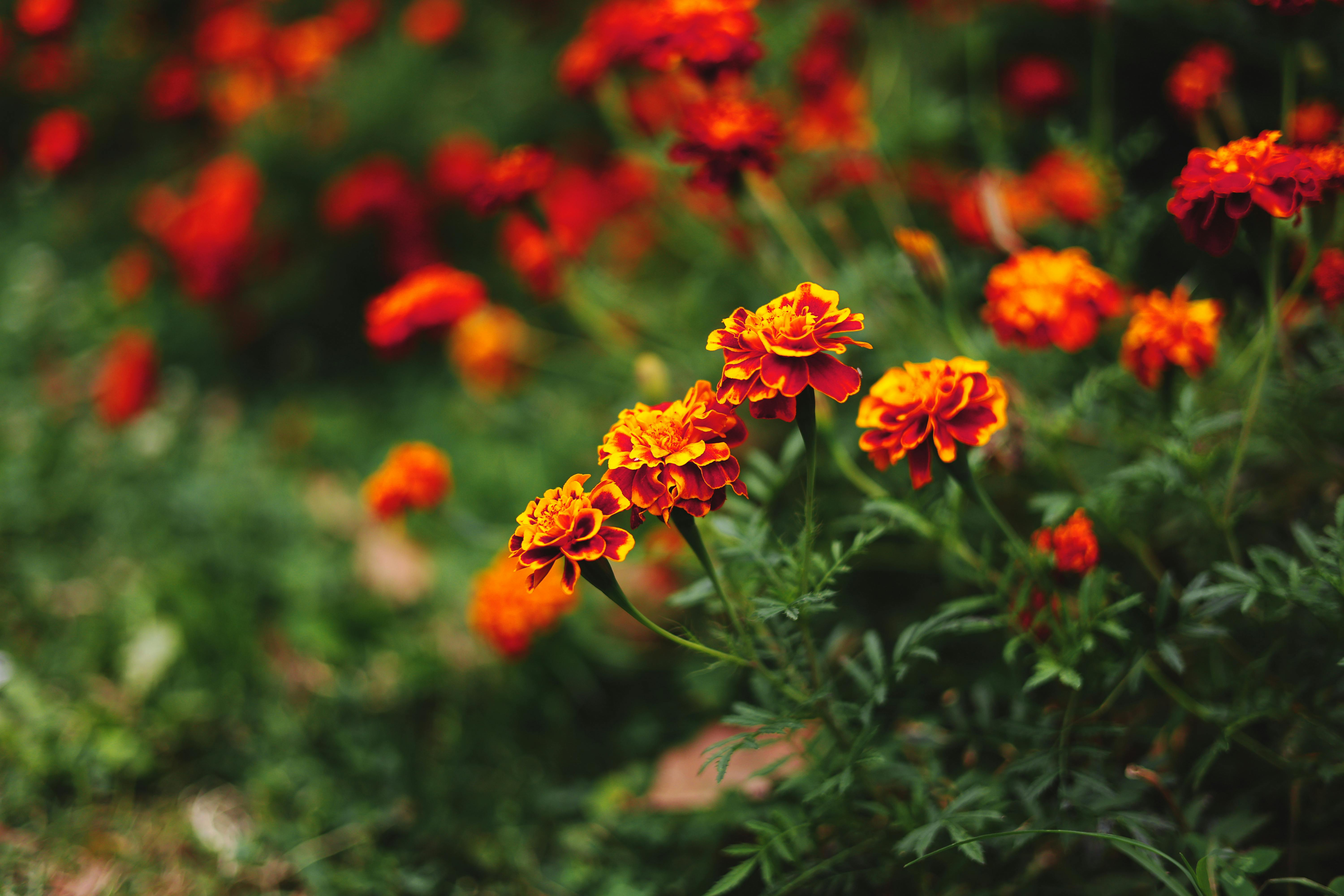 Marigold