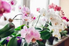 Orchid