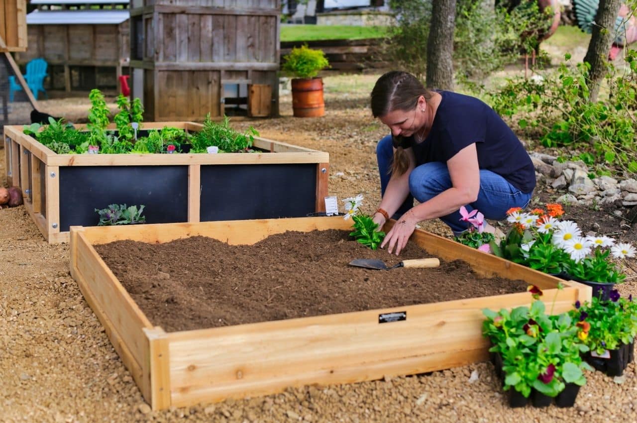 gardening-for-beginners-in-india