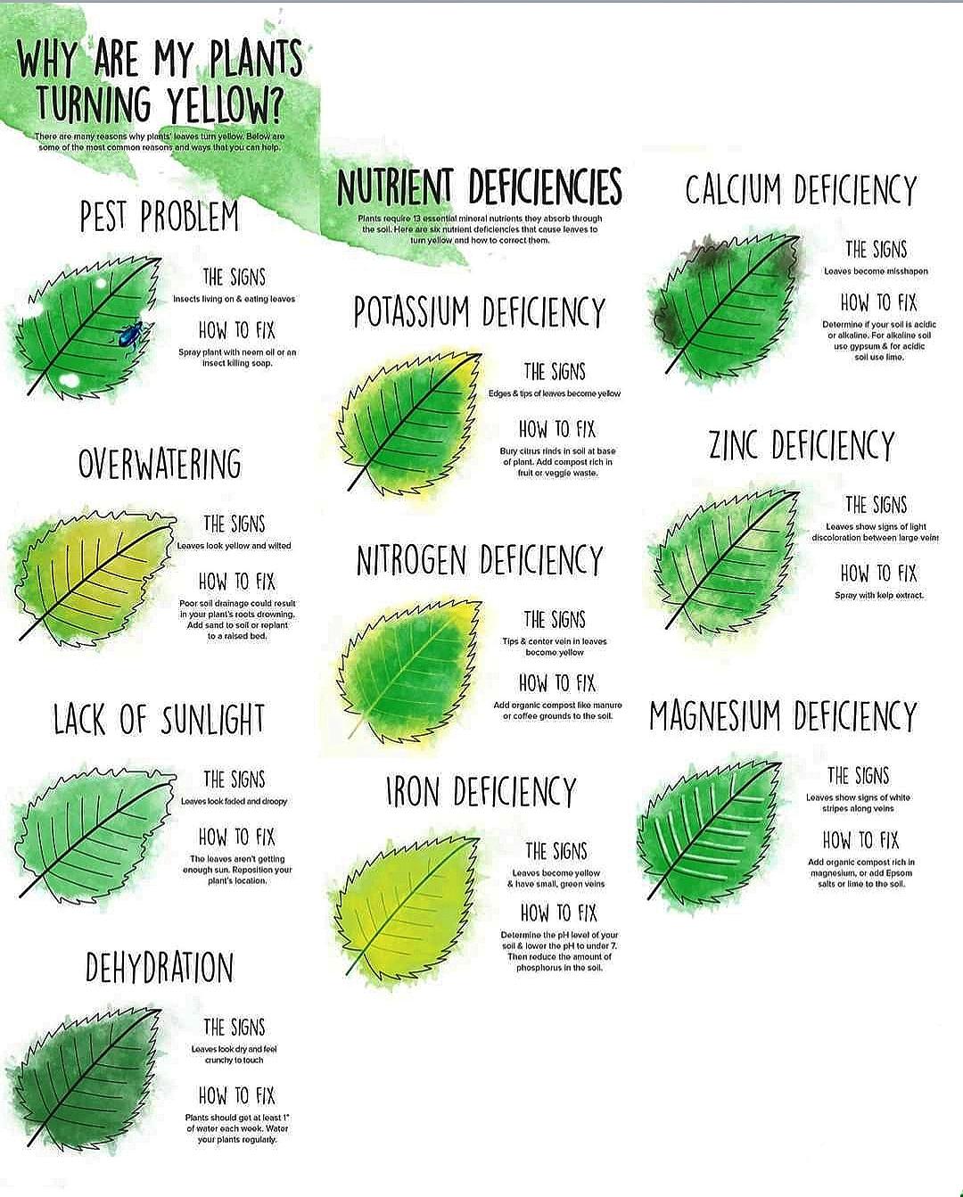 Plant Health