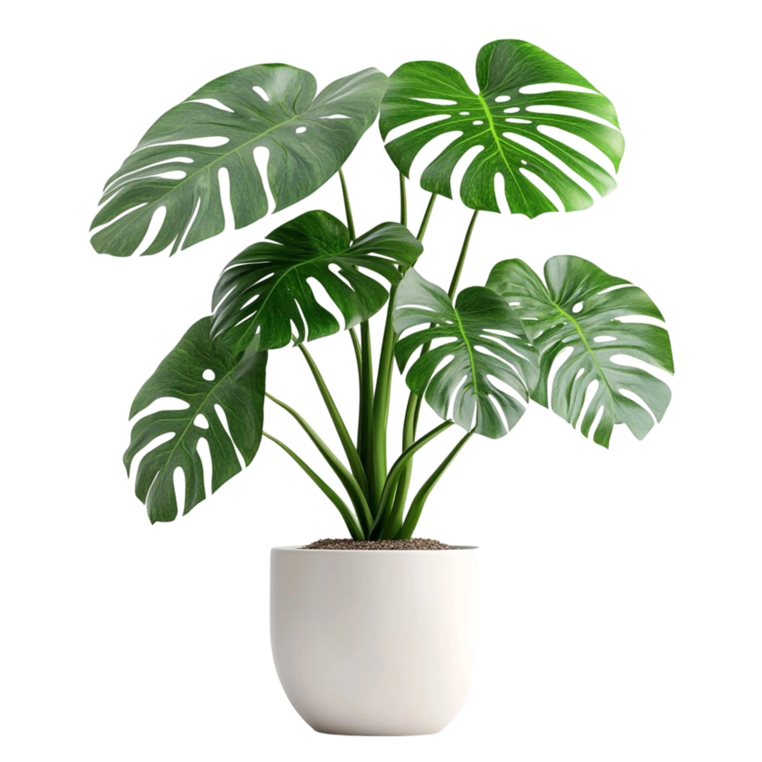 Monstera_new