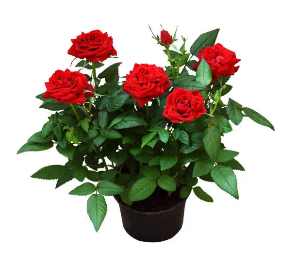 RosePlant