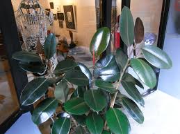 Rubber Plant