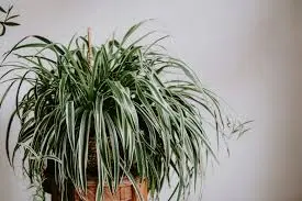 SpiderPlants