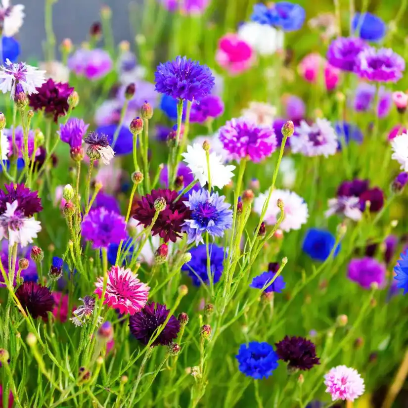 plants-to-grow-in-january-in-india