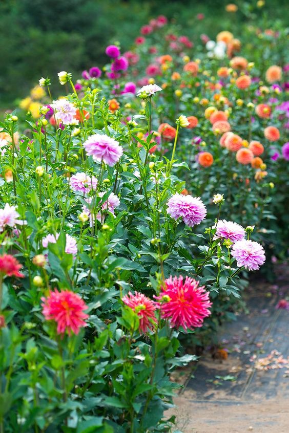 best-plants-for-winter-in-india