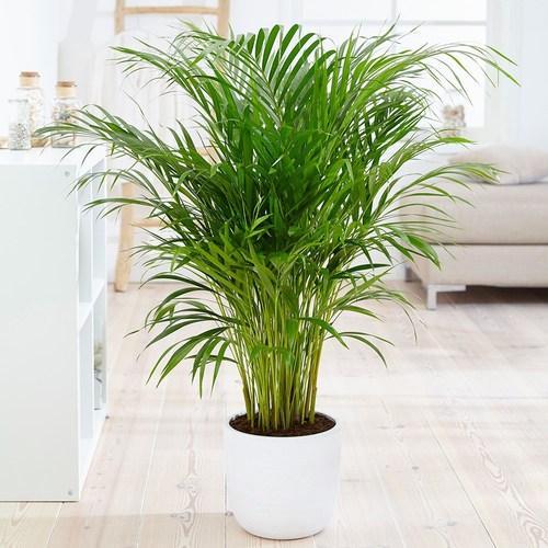 Bamboopalm