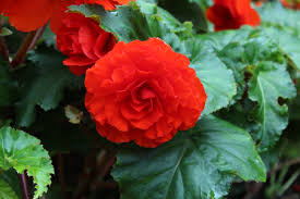 begonia