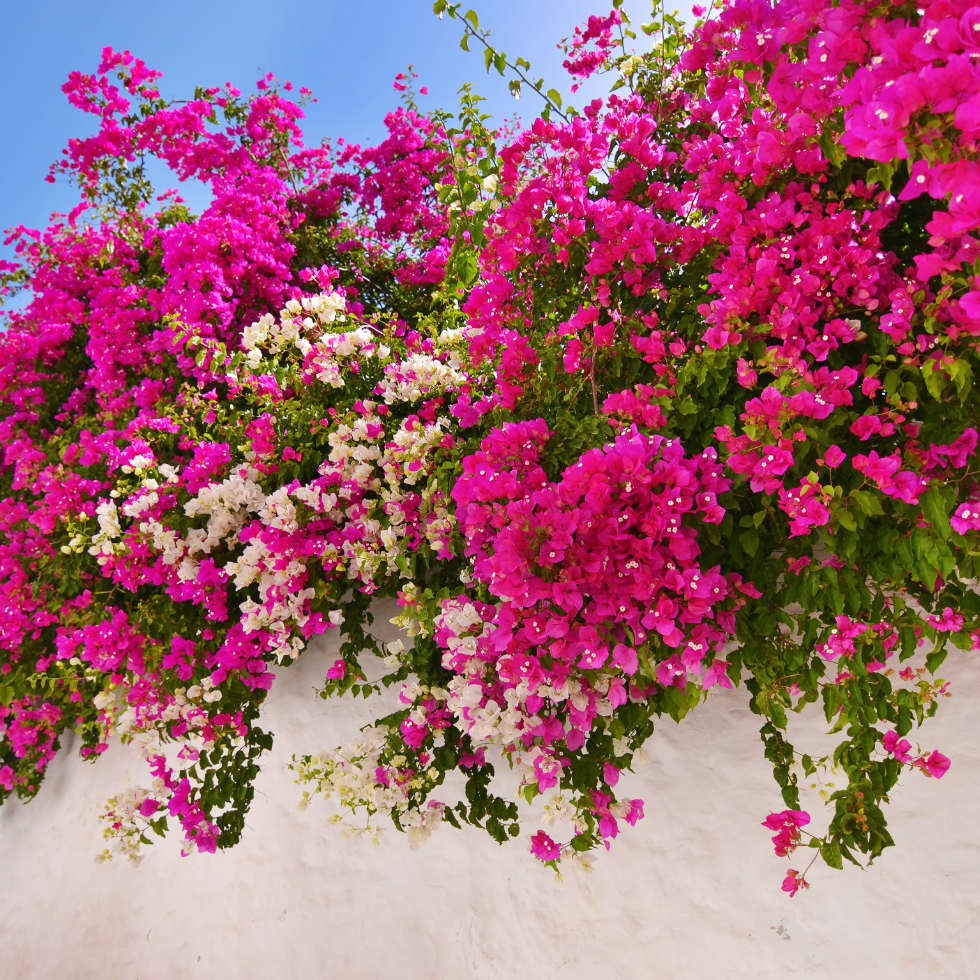 best-plants-for-summer-in-india