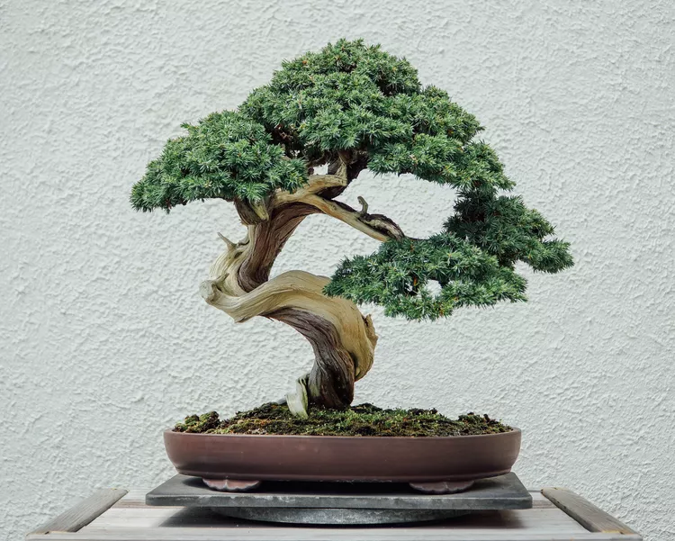 bonsai